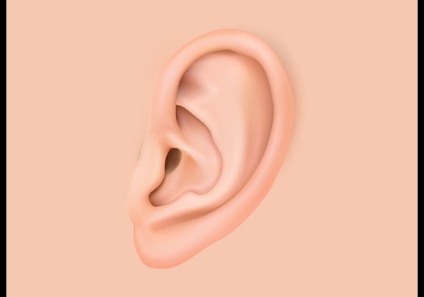 clip art ear