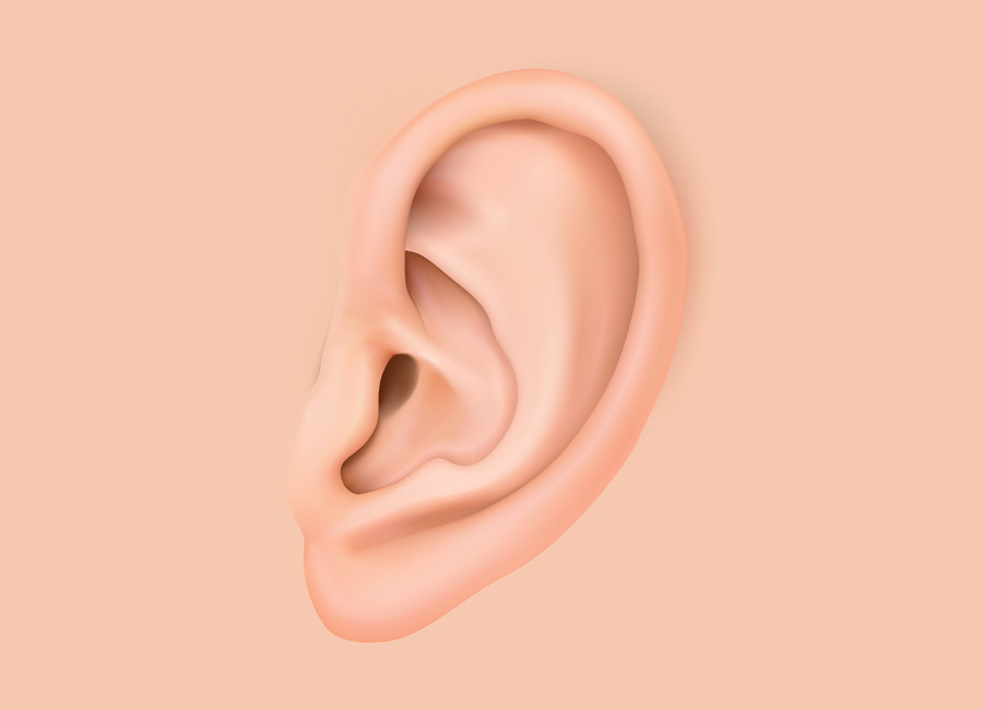 clip art ear