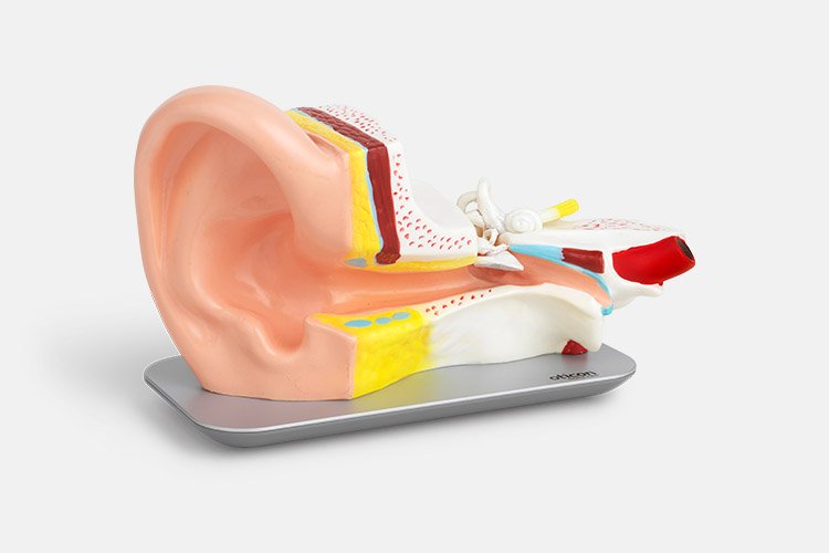 The auditory system to understand hearing loss