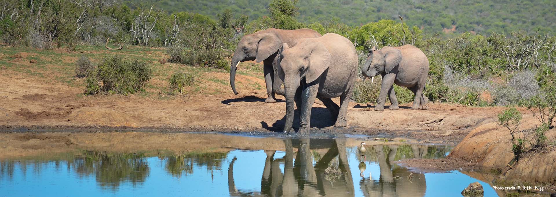 Image d'une famille d'éléphants au bord d'un petit lac avec des buissons verts en arrière-plan, photographiée par des utilisateurs d'aides auditives Bernafon Alpha.