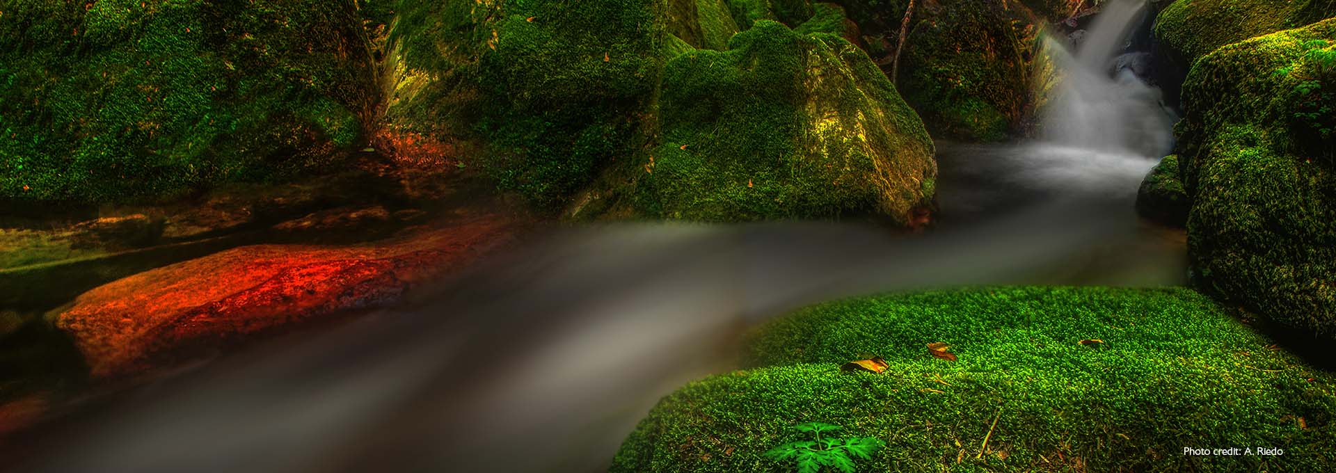 Un petit ruisseau entre des rochers couverts de mousse et d'un vert vif, photographiée par des utilisateurs d'aides auditives Bernafon Alpha