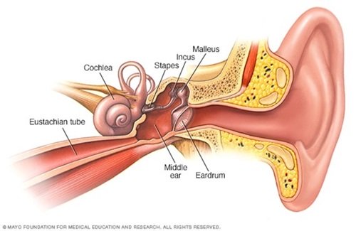 A Diagram of the Middle Ear