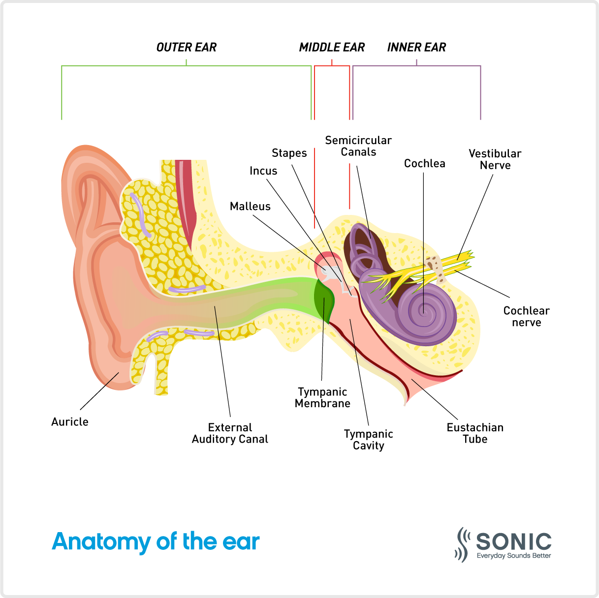 anatomy-of-the-ear